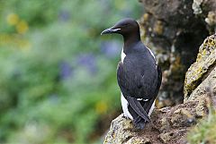 Thick-billed Murre